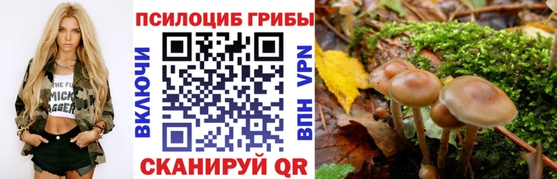купить закладку  Черкесск  Псилоцибиновые грибы мицелий 
